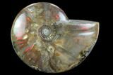 Flashy Red Iridescent Ammonite - Wide #127903-1